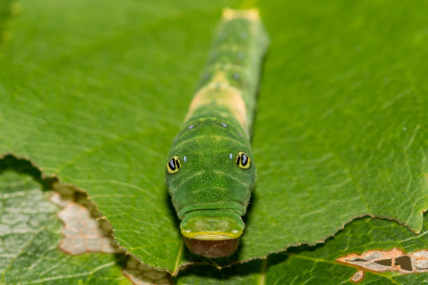 A close up of an Eastern Tiger Swallowtail Caterpillar.