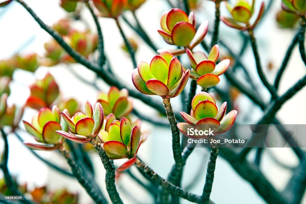 Succulent Jade plant, a succulent. Horizontal Color Image Stock Photo