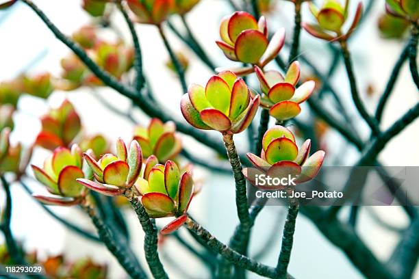 Succulent Stock Photo - Download Image Now - Color Image, Crassula, Flower