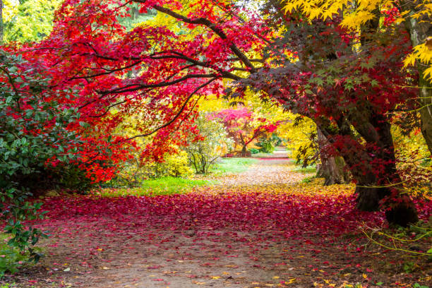 istock fall colors in the park 1182931581