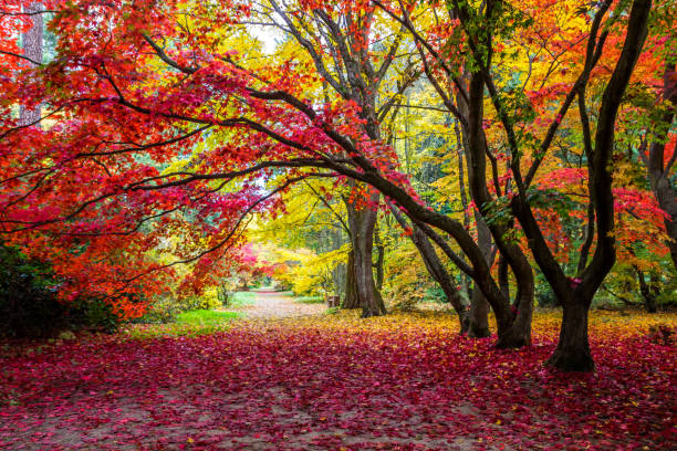 istock fall colors in the park 1182931727