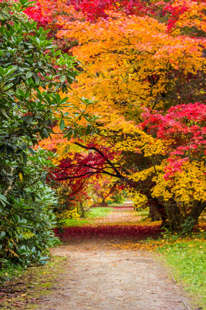 istock fall colors in the park 1182931729