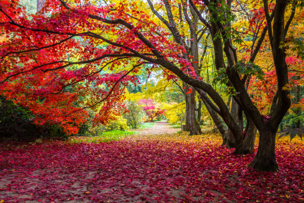 istock fall colors in the park 1182932118