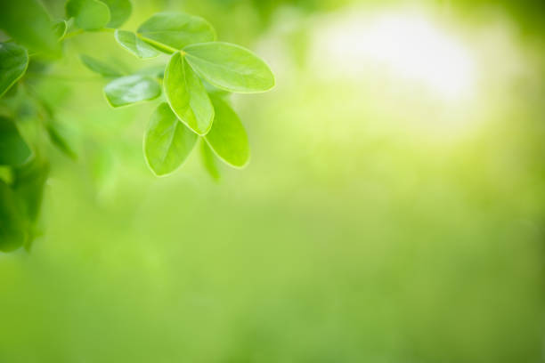 istock Close up of nature view green leaf on blurred greenery background under sunlight with bokeh and copy space using as background natural plants landscape, ecology wallpaper concept. 1182932180