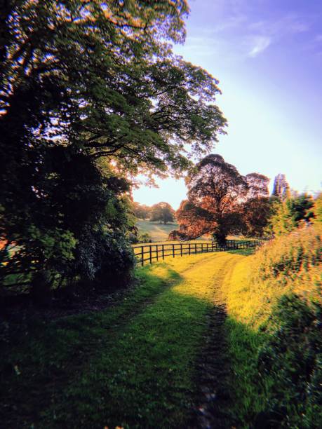 Footpath and trees at sunrise