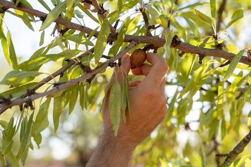 Picking an almond from a collector to eat himself or to make money with it
