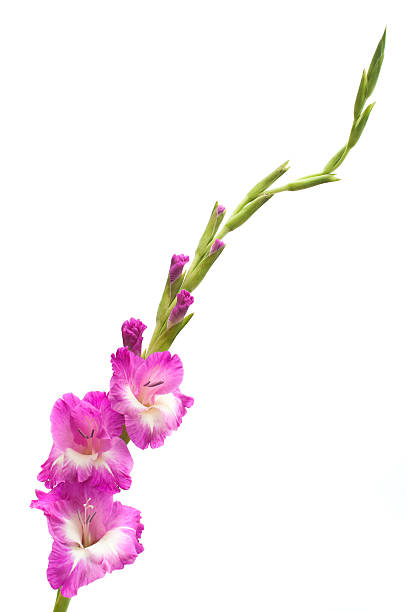 fiorente gladiola, isolato su bianco - gladiolus single flower stem isolated foto e immagini stock