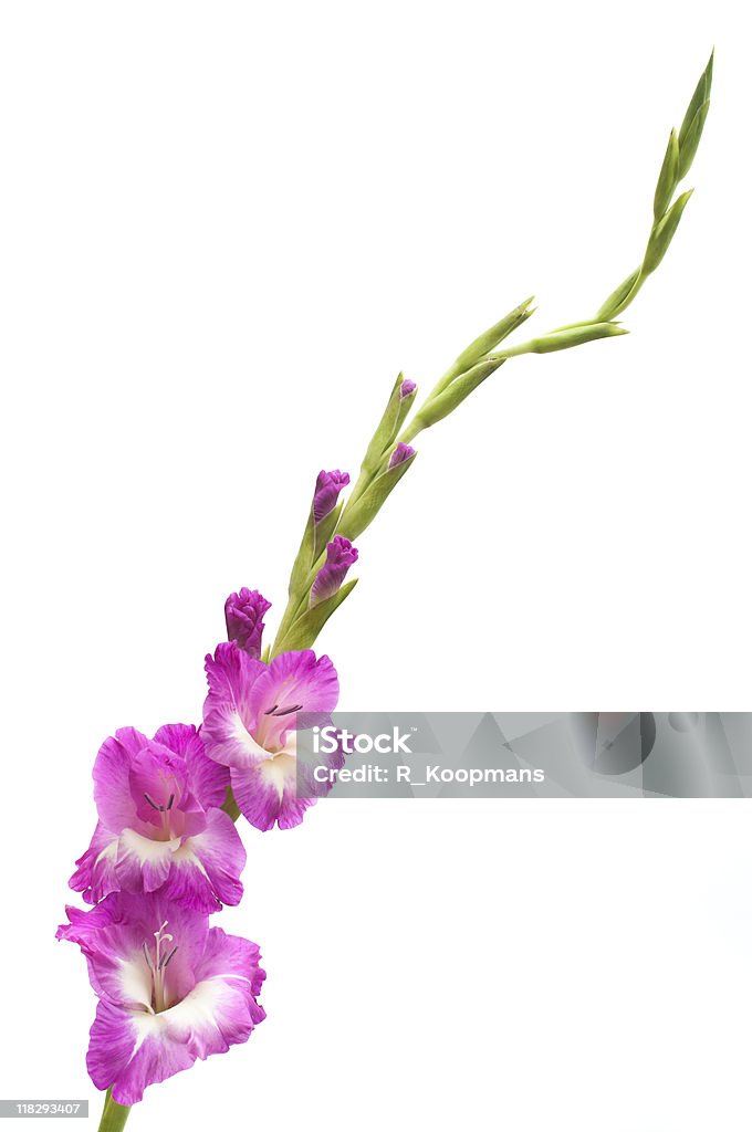 Florescendo gladiola, isolada no branco " - Foto de stock de Gladíolo royalty-free