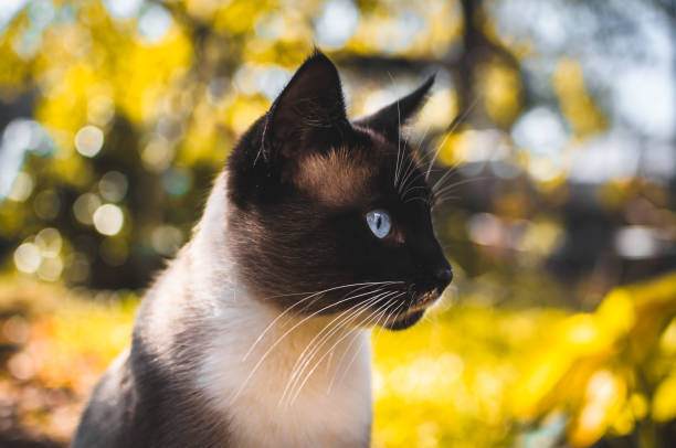 istock Autumn Siamese cat in the backyard in profile autumn 1182938007