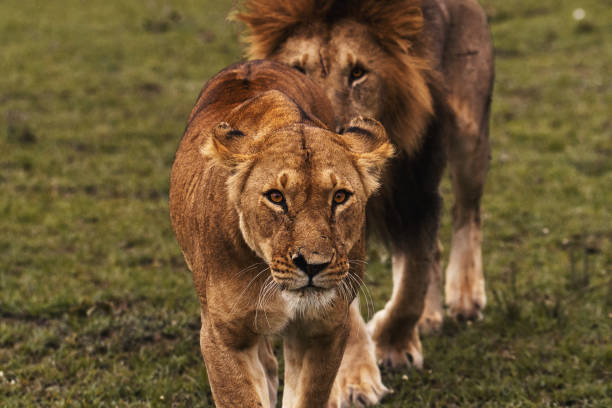 istock The king and the Queen 1182939635