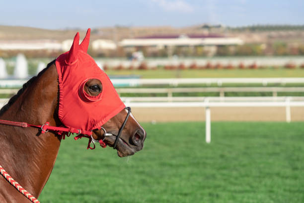 face of race horse with copy space - flat racing imagens e fotografias de stock