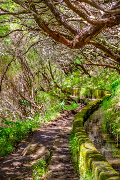 istock Levada das 25 Fontes and Levada do Risco walkways along the irrigation canals on Madeira island during a beautiful summer day 1182941336