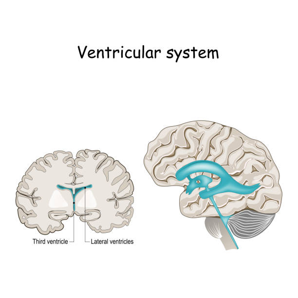 querschnitt eines menschlichen gehirns mit ventrikeln und cerebrospinalflüssigkeit - herzkammer stock-grafiken, -clipart, -cartoons und -symbole