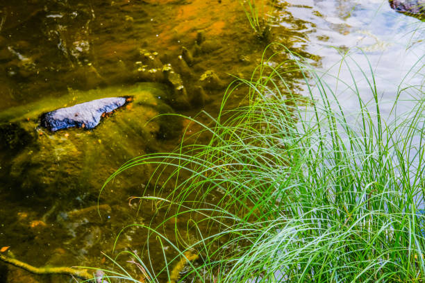 Finland, Kotka: Langinkoski rapid on the Kumi river. Fast forest creek with granite rocks.