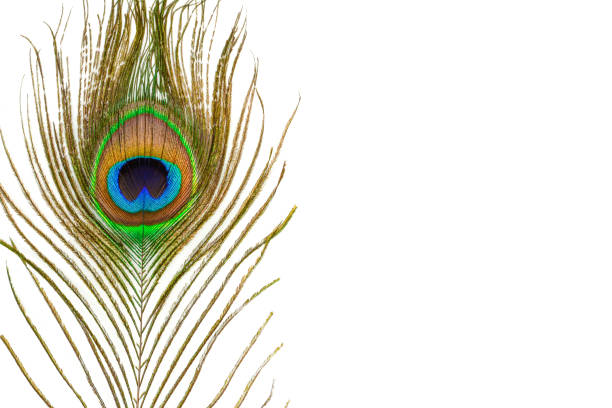 istock Peacock feather. Colorful feather from tail with eye, with copy space. Closeup isolated on white background. 1182944988