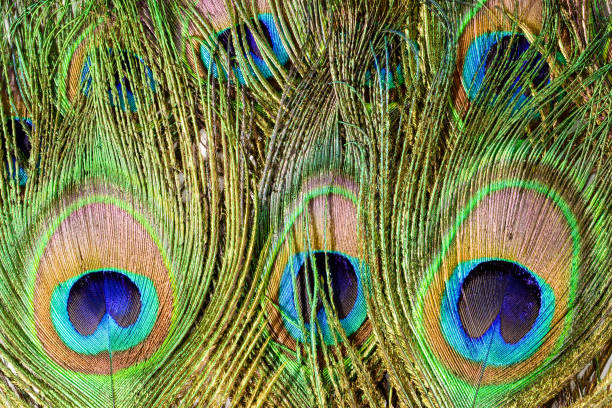 istock Peacock tail feathers. Colorful feathers in tail with eye. Closeup isolated on white background. 1182945060