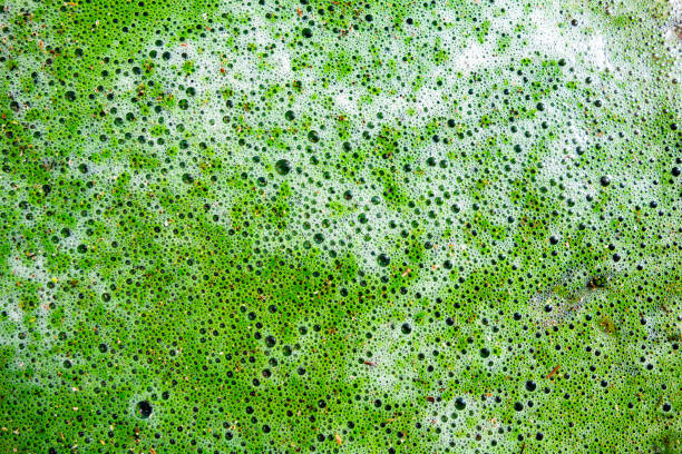 grüne und weiße schadstoffflüssigkeit mit blasen und schaum - algae slimy green water stock-fotos und bilder