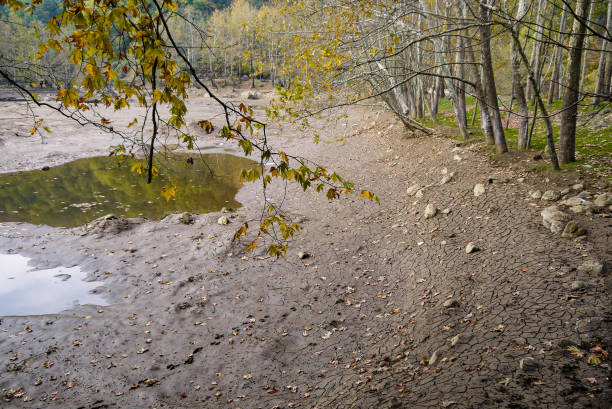 istock dry fallen autumn leaves 1182946577