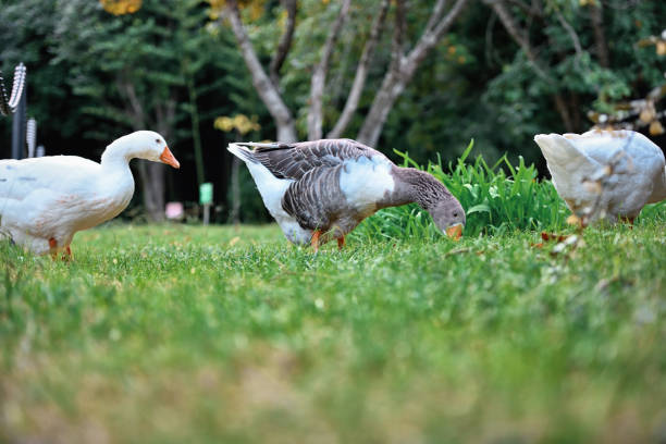 istock Swans and gooses the pond 1182946935