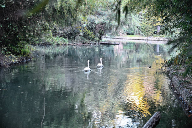 istock Swans and gooses the pond 1182947052