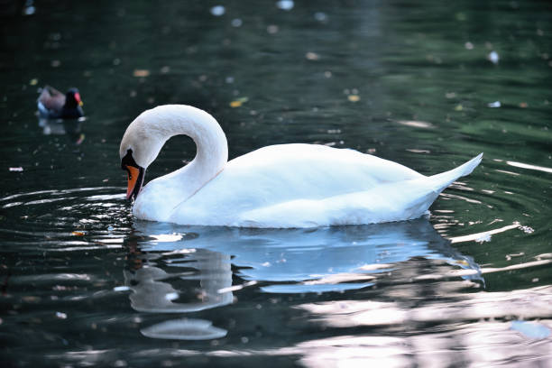 istock Swans and gooses the pond 1182947088