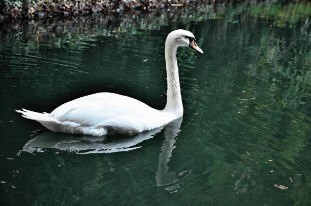 istock Swans and gooses the pond 1182947311