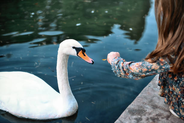 istock Swans and gooses the pond 1182947357