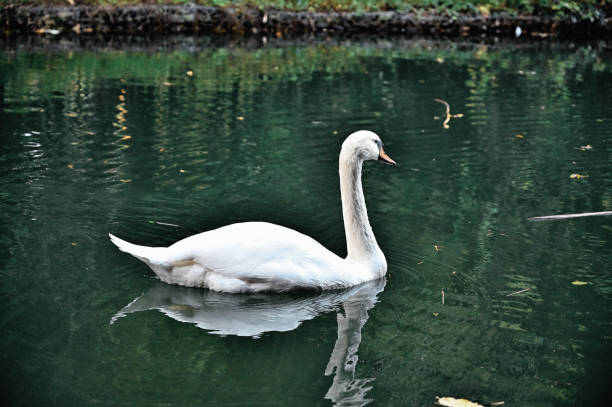 istock Swans and gooses the pond 1182948012