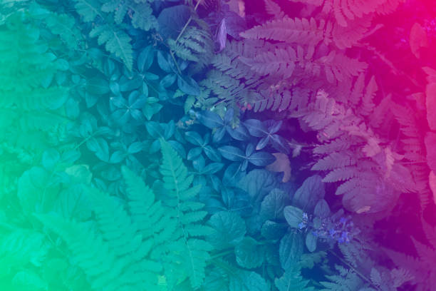 Neon light glowing over leaves. Duotone creative background with free space inside top view layout