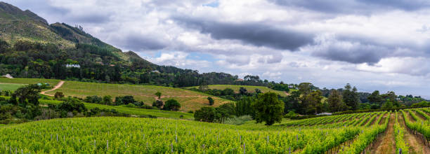 istock Sloping wine valley of Constantia wine route cape town 1182950314