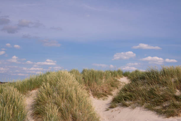 istock Sand dunes with marram and a blue sky 1182951485