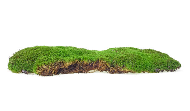 istock Wet green moss isolated on white background 1182951841