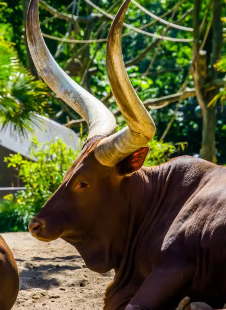 Photo of closeup of the face of a ankole watusi, cow head with large horns, popular breed from America