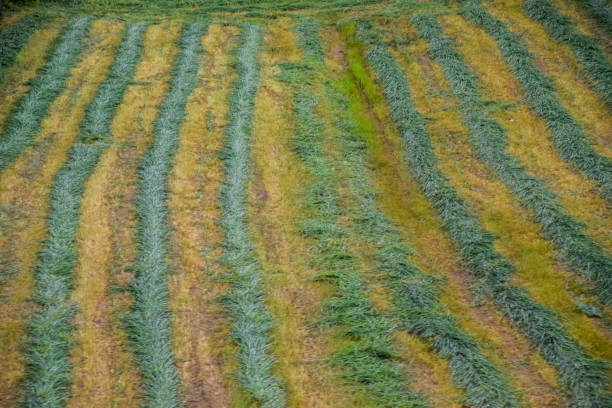 野原で切られた干し草は行と乾燥にある。家畜飼料干し草 - rationing food autumn crop ストックフォトと画像