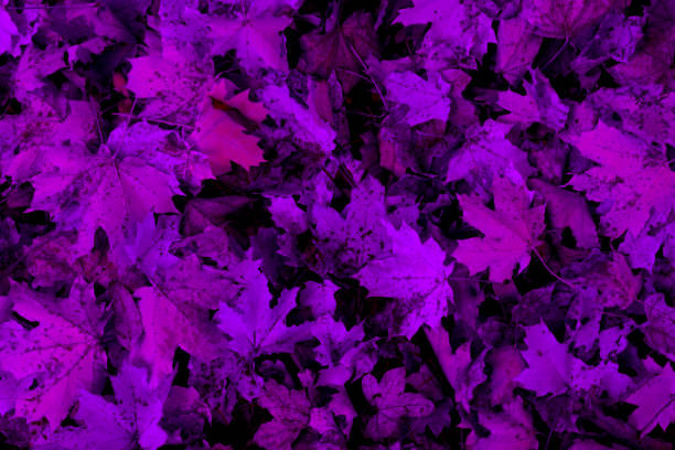 Purple autumn leaves texture for background or wallpaper