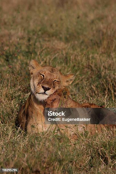 Löwin Mit Jung Stockfoto und mehr Bilder von Afrika - Afrika, Farbbild, Fotografie