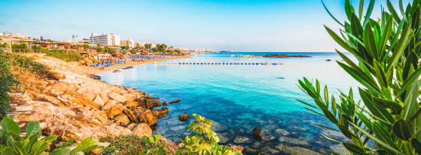 feigenbaum bucht strand in protaras, zypern - sea fig stock-fotos und bilder