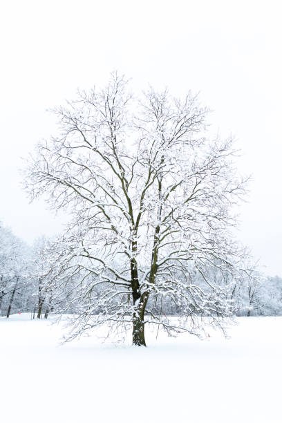 istock Trees in the winter time covered with snow 1182953843
