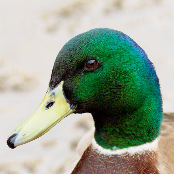 Portrait of the head of a Mallard (Anas platyrhynchos) on an Oxfordshire lake