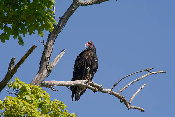 Turkey vulture perched on branch, hunting stock photo