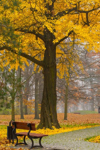 istock Autumn in the park 1182954451
