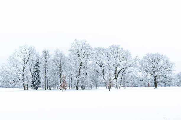 istock Trees in the winter time covered with snow 1182954468