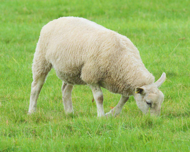 istock A Sheep in a lush meadow 1182954491