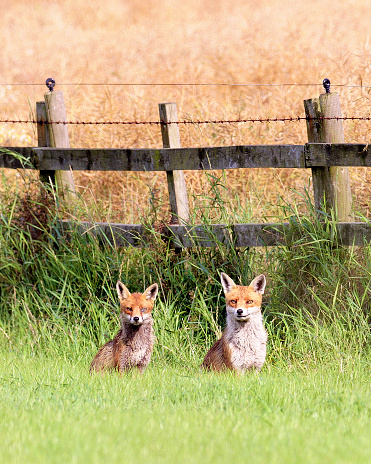 A pair of Red  Foxes (Vulpes vulpes), the larger male to the right, alert to danger by the side of a wheatfield in Yorkshire. The female, to the left, has a damaged or infected eye.