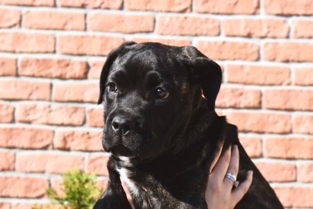 istock Beautiful puppy outdoors 1182955321