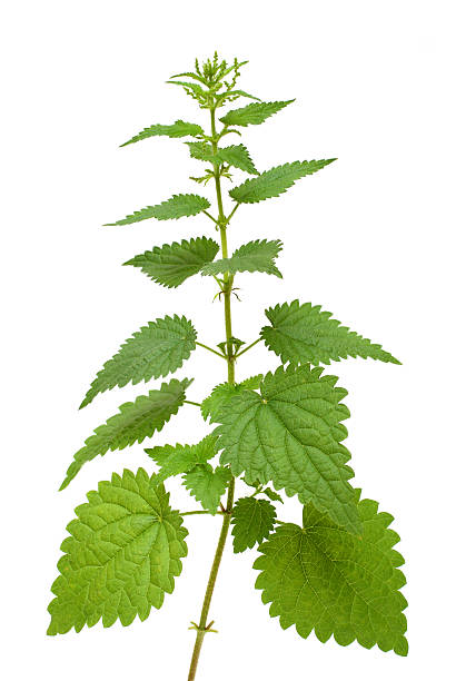 istock nettle plant 118295623