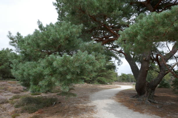 istock Old large Scots pine with large hanging branches above the bicycle /footpath. 1182956502