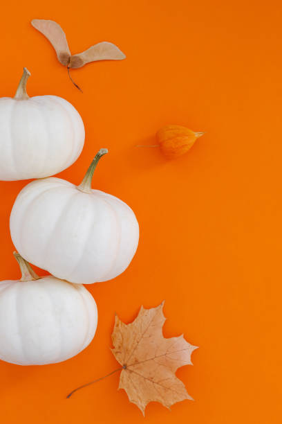 istock Autumn flat lay composition with white pumpkins 1182958206