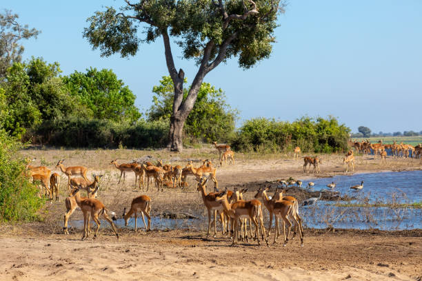 istock drinking herd of impala in Chobe, Botswana 1182960147