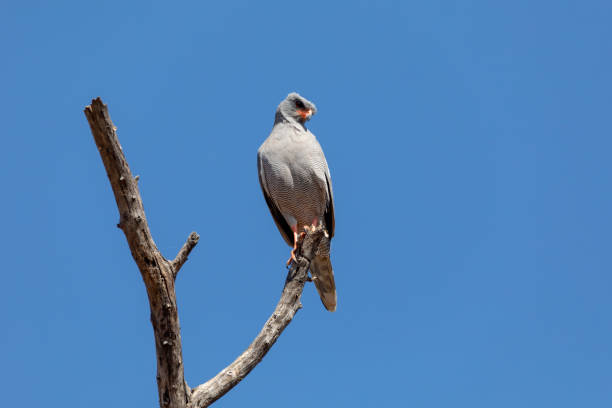 istock Pale chanting goshawk, Botswana Africa wildlife 1182960163